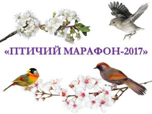 Птичий марафон-2017, 31.03.2017