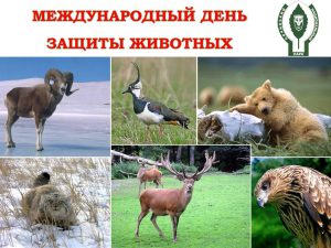 День защиты животных 2017